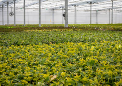 Paul van der Wal fotografie - FNK Youngplants Hq11