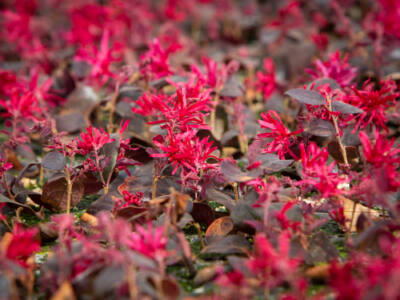 Paul van der Wal fotografie - FNK Youngplants Hq2